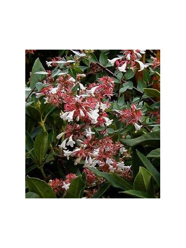 Abélia x 'Grandiflora' Kaleidoscope
