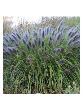 Pennisetum Alopecuroides black beauty