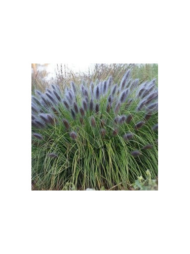 Pennisetum Alopecuroides black beauty
