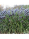 Pennisetum Alopecuroides black beauty