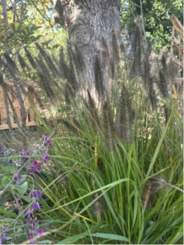 Pennisetum Alopecuroides black beauty