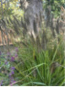 Pennisetum Alopecuroides black beauty