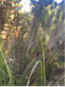 Pennisetum Alopecuroides black beauty