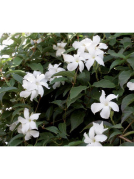 Mandevilla Laxa Jasmin Du Chili