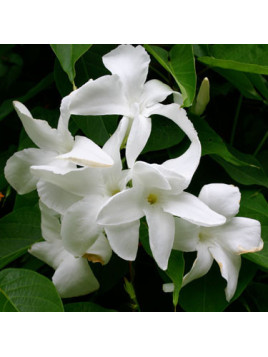 Mandevilla Laxa Jasmin Du Chili