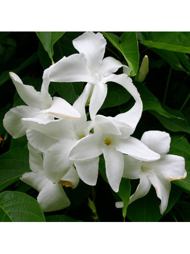Mandevilla Laxa Jasmin Du Chili