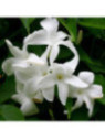 Mandevilla Laxa Jasmin Du Chili