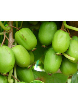 Actinidia arguta 'Chang Bai Giant' / Kiwaï / femelle