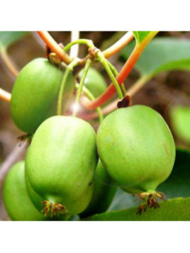 Actinidia arguta 'Kokuwa' / Kiwaï / autofertile