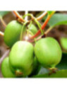 Actinidia arguta 'Kokuwa' / Kiwaï / autofertile