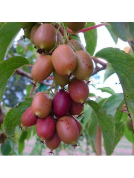 Actinidia arguta 'Weiki plus' / Kiwaï / femelle