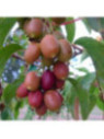 Actinidia arguta 'Weiki plus' / Kiwaï / femelle