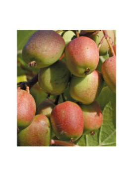 Actinidia arguta 'Domino' / Kiwaï / femelle