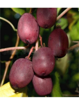 Actinidia arguta 'Purpurea hardy red' / Kiwaï / femelle