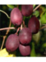 Actinidia arguta 'Purpurea hardy red' / Kiwaï / femelle