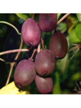 Actinidia arguta 'Purpurna sadowa' / Kiwaï / femelle