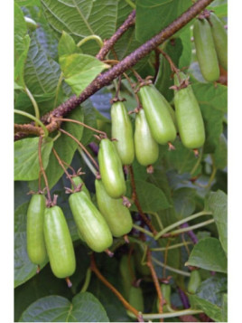 Actinidia kolomikta 'Eve' / Kiwaï / femelle