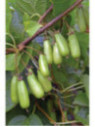 Actinidia kolomikta 'Eve' / Kiwaï / femelle
