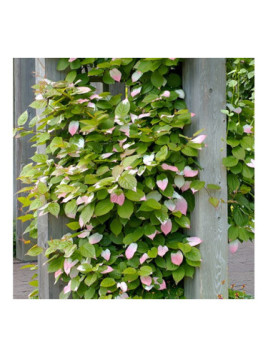 Actinidia kolomikta 'Adam'/ Kiwaï / mâle