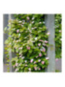 Actinidia kolomikta 'Adam'/ Kiwaï / mâle