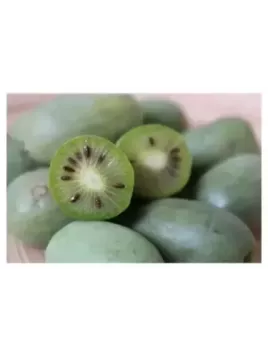 Actinidia arguta 'maki' / Kiwaï / femelle