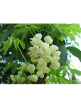 Akebia quinata Shirobana Alba (blanc)