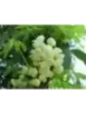 Akebia quinata Shirobana Alba (blanc)