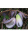 Akebia quinata Shirobana Alba (blanc)