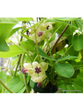 Akebia quinata cream form