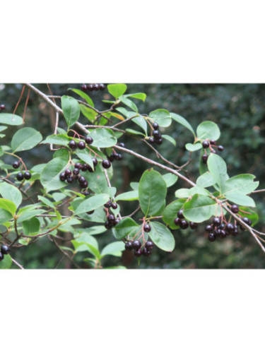 Aristotelia chilensis / Baie du maqui du Chili / Mâle