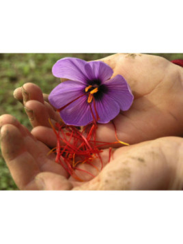 Crocus sativus / Safran