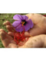 Crocus sativus / Safran