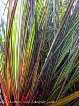 Libertia ixiodes taupo sunset