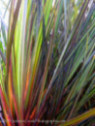 Libertia ixiodes taupo sunset