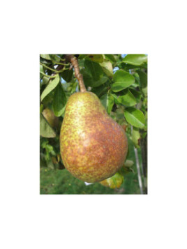 Pyrus communis 'Duchesse d'Angoulème' / Poirier