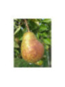 Pyrus communis 'Duchesse d'Angoulème' / Poirier