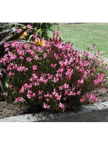 Gaura lindheimeri siskiyou pink Gaura lindheimeri siskiyou pink