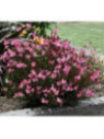 Gaura lindheimeri siskiyou pink Gaura lindheimeri siskiyou pink
