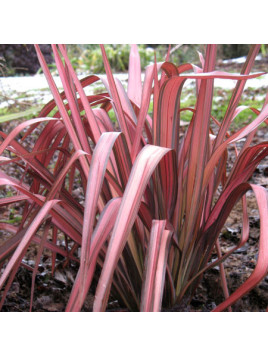 Phormium tenax 'Pink Panther' - Lin de Nouvelle-zélande