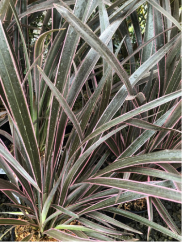 Phormium tenax 'Pink stripe' Phormium tenax 'Pink stripe'