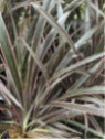Phormium tenax 'Pink stripe' Phormium tenax 'Pink stripe'