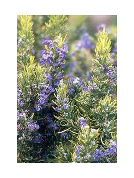 Rosmarinus officinalis / Romarin officinal