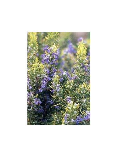 Rosmarinus officinalis / Romarin officinal