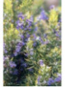 Rosmarinus officinalis / Romarin officinal