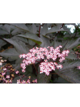 Sambucus Nigra Black Beauty