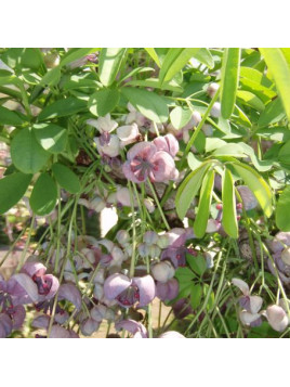 Akebia quinata silver bells