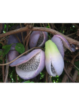 Akebia quinata silver bells