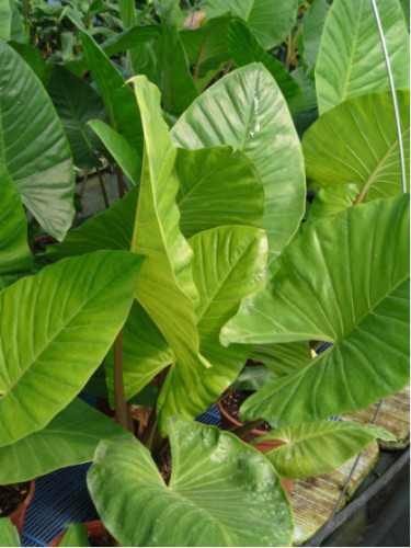 Alocasia Brisbanensis