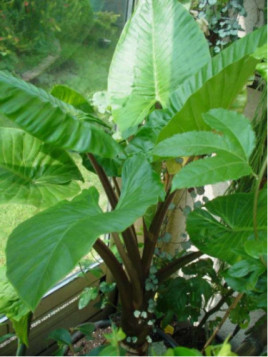 Alocasia Brisbanensis