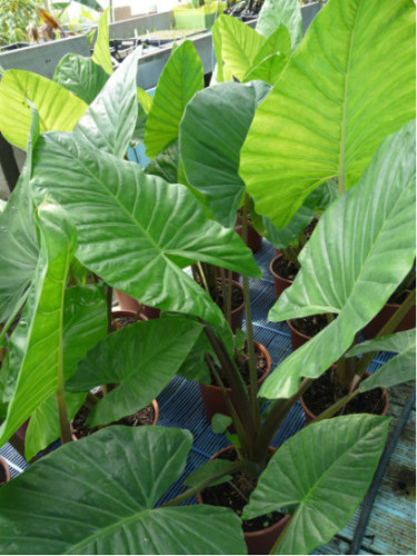 Alocasia Brisbanensis